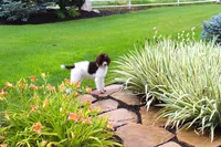Clyde, a male Poodle - Standard  for sale in Ogden, UT – 1 of 6