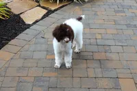Clyde, a male Poodle - Standard  for sale in Ogden, UT – 2 of 6