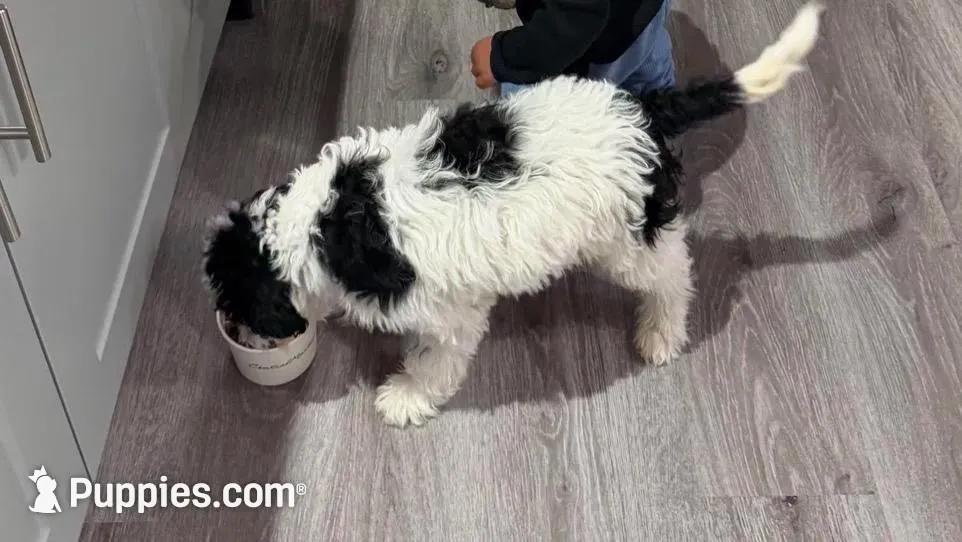 Finn – Goldendoodle puppy for sale in Dallas, TX