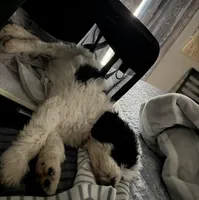 Finn, a male Goldendoodle for sale in Dallas, TX – Photo 5 of 5