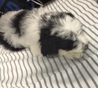 Finn, a male Goldendoodle for sale in Dallas, TX – Photo 2 of 5