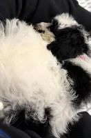 Finn, a male Goldendoodle for sale in Dallas, TX – Photo 4 of 5