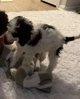 Finn, a male Goldendoodle for sale in Dallas, TX – Photo 3 of 5