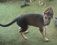 Light Green boy, a male German Shepherd Dog for sale in Radcliff, KY – Photo 3 of 3