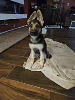 Light Green boy, a male German Shepherd Dog for sale in Radcliff, KY – Photo 2 of 2