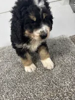 Eddie, a male Bernedoodle for sale in New Holland, SD – 3 of 3