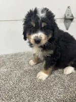 Eddie, a male Bernedoodle for sale in New Holland, SD – 2 of 3