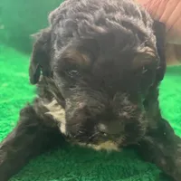 Otto, a male Miniature Bernedoodle for sale in New Holland, SD – Photo 1 of 3