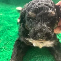 Otto, a male Miniature Bernedoodle for sale in New Holland, SD – Photo 2 of 3