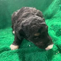 Otto, a male Miniature Bernedoodle for sale in New Holland, SD – Photo 3 of 3