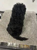 Frank, a male Bernedoodle for sale in New Holland, SD – 2 of 3