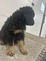 Sophia, a female Bernedoodle for sale in New Holland, SD – 2 of 3