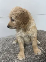 Ginger, a female Bernedoodle for sale in New Holland, SD – 2 of 3