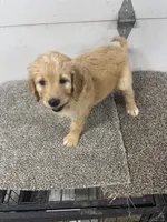 Ginger, a female Bernedoodle for sale in New Holland, SD – 3 of 3