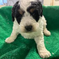Owen, a male Miniature Bernedoodle for sale in New Holland, SD – Photo 1 of 4