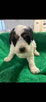 Owen, a male Miniature Bernedoodle for sale in New Holland, SD – Photo 1 of 4