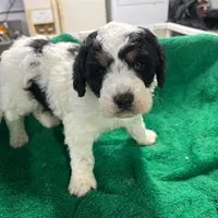 Owen, a male Miniature Bernedoodle for sale in New Holland, SD – Photo 3 of 4