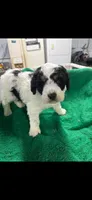 Owen, a male Miniature Bernedoodle for sale in New Holland, SD – Photo 3 of 4