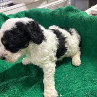 Owen, a male Miniature Bernedoodle for sale in New Holland, SD – Photo 4 of 4
