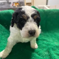 Owen, a male Miniature Bernedoodle for sale in New Holland, SD – Photo 2 of 4