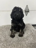 Frank, a male Bernedoodle for sale in New Holland, SD – 3 of 3
