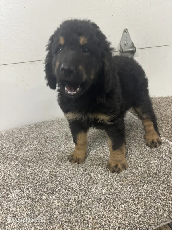 Sophia, a female Bernedoodle for sale in New Holland, SD – 1 of 3