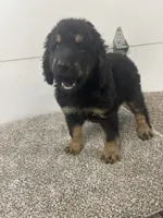 Sophia, a female Bernedoodle for sale in New Holland, SD – 1 of 3