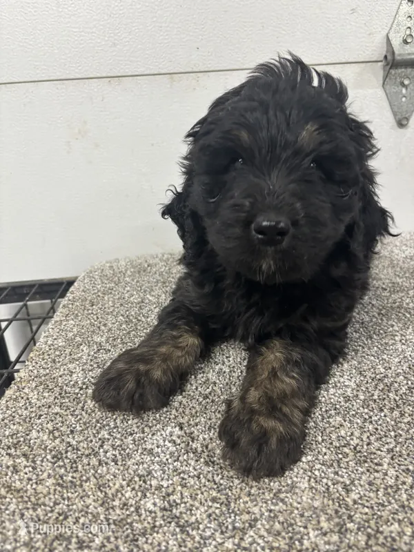 Ian, a male Bernedoodle for sale in New Holland, SD – 1 of 3