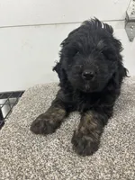 Ian, a male Bernedoodle for sale in New Holland, SD – 1 of 3