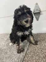 Dutch, a female Bernedoodle for sale in New Holland, SD – 1 of 3