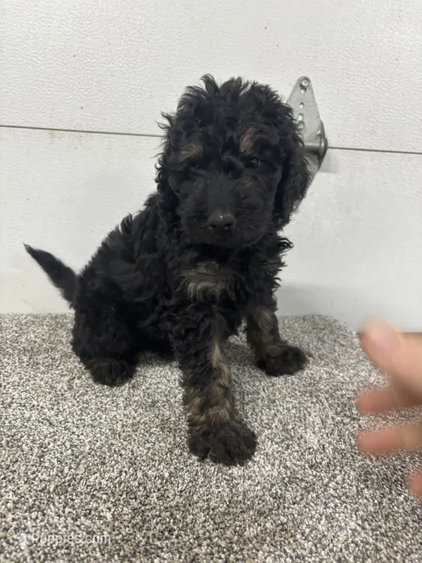 Frank, a male Bernedoodle for sale in New Holland, SD – 1 of 3