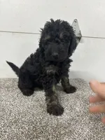 Frank, a male Bernedoodle for sale in New Holland, SD – 1 of 3
