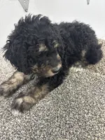 Dutch, a female Bernedoodle for sale in New Holland, SD – 2 of 3
