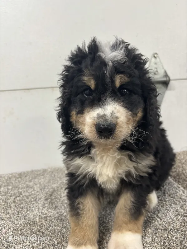 Eddie, a male Bernedoodle for sale in New Holland, SD – 1 of 3