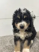 Eddie, a male Bernedoodle for sale in New Holland, SD – 1 of 3
