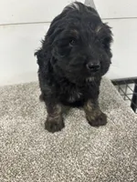 Ian, a male Bernedoodle for sale in New Holland, SD – 2 of 3