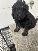 Ian, a male Bernedoodle for sale in New Holland, SD – 3 of 3