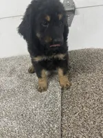Sophia, a female Bernedoodle for sale in New Holland, SD – 3 of 3