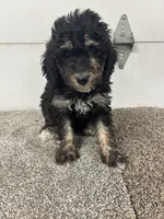 Dutch, a female Bernedoodle for sale in New Holland, SD – 3 of 3
