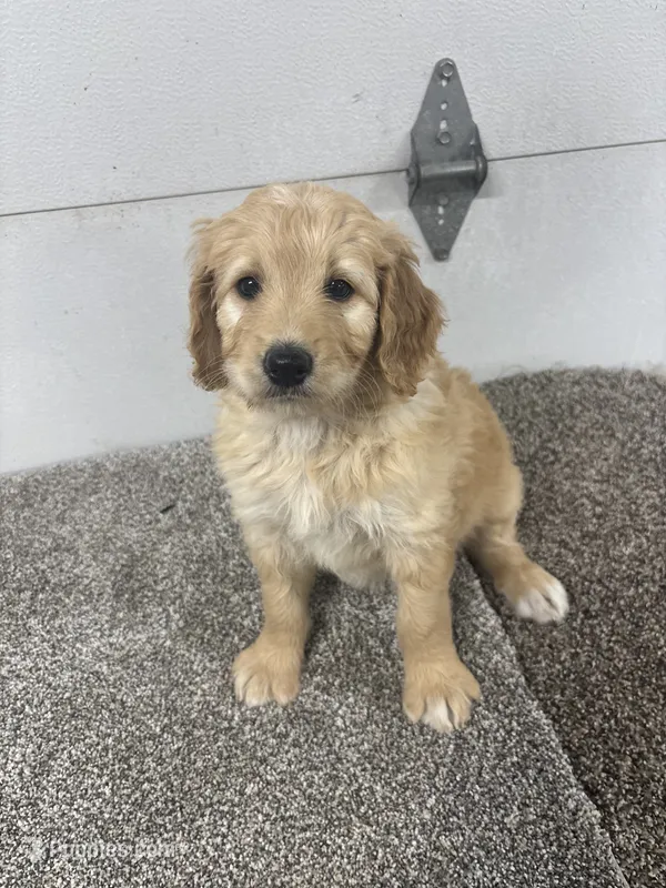 Ginger, a female Bernedoodle for sale in New Holland, SD – 1 of 3