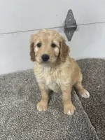 Ginger, a female Bernedoodle for sale in New Holland, SD – 1 of 3
