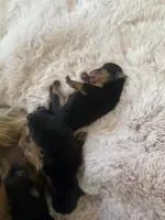 Luna , a female Yorkshire Terrier for sale in Moreno Valley, CA – Photo 3 of 8