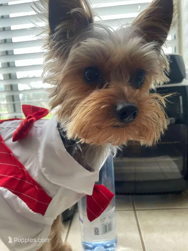 Luna , a female Yorkshire Terrier for sale in Moreno Valley, CA – Photo 1 of 8