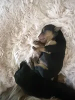 Luna , a female Yorkshire Terrier for sale in Moreno Valley, CA – Photo 2 of 8