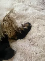 Luna , a female Yorkshire Terrier for sale in Moreno Valley, CA – Photo 5 of 8