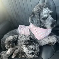Carolina, a female Goldendoodle for sale in Charlotte, NC – Photo 3 of 7