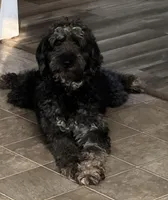 Carolina, a female Goldendoodle for sale in Charlotte, NC – Photo 4 of 7