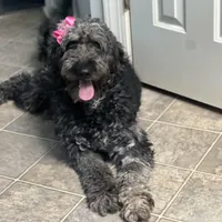 Carolina, a female Goldendoodle for sale in Charlotte, NC – Photo 5 of 7