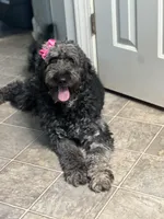 Carolina, a female Goldendoodle for sale in Charlotte, NC – Photo 5 of 7