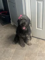 Carolina, a female Goldendoodle for sale in Charlotte, NC – Photo 6 of 7